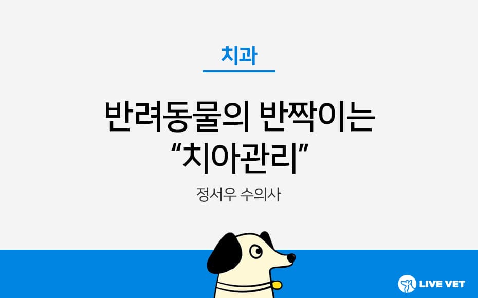 반려동물의 반짝이는 치아 관리