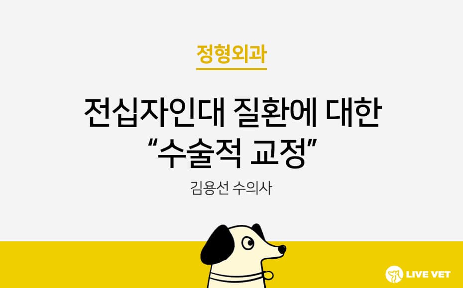 전십자인대 질환에 대한 수술적 교정